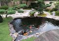 Pertanyaan Paling Umum Saat Membuat Kolam Ikan, Ini Penjelasannya! (2)