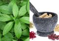 7 Manfaat Daun Dewa dan Cara Mengolahnya, Bisa Anda Coba di Rumah!