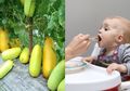 Manfaat Timun Suri untuk Bayi yang Hanya Bisa Didapat Saat Bulan Ramadhan, Salah Satunya untuk Obati Borok Lambung