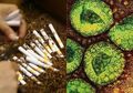 Viral Ada Corona di Rokok Sampoerna, Cek Dulu Faktanya!
