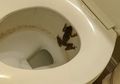 Warga Bingung Sekaligus Ngeri, Tiba-tiba Banyak Katak yang Masuk ke Rumah Melalui Toilet dan Wastafel, Apa yang Sebenarnya Terjadi?