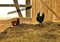 Unik, Sebuah Kota di Swedia Gunakan Kotoran Ayam untuk Bantu Hentikan Penyebaran Covid-19, Bagaimana Cara Kerjanya?