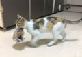 Bagi Pemilik Kucing, Coba Perhatikan, Kucing Sering Kali Bawakan Bangkai Pada Pemiliknya, Rupanya Ini Maksudnya!