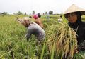 Kabar Gembira! Jutaan Nelayan dan Petani akan Mendapatkan Bantuan Sosial Reguler dari Pemerintah, Intip Caranya!