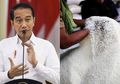 Kabar Buruk! Presiden Jokowi Umumkan Indonesia Alami Defisit Pangan di Tengah Wabah Virus Corona, Lihat Sederet Bahan Pokok Makanan yang Terjadi Kekurangan di Beberapa Daerah