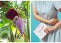 Tidak Hanya Buahnya, Ini Manfaat Jantung Pisang untuk Kesehatan Wanita, Salah Satunya untuk Kurangi Darah Menstruasi