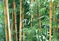 Tips Merawat Bambu Kuning di Rumah, Penyiraman Minimal 2 Kali Seminggu