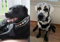 Terlahir Berbulu Hitam, Bulu Anjing Ini Tiba-tiba Berubah Warna Menjadi Putih, Rupanya Inilah yang Terjadi