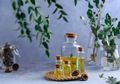 Ampuh Redakan Masuk Angin, Minyak Kayu Putih dari Tanaman Eucalyptus Dijadikan Antiivirus Corona