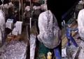 Beratnya Dapat Capai 2,5 Ton, 'Ikan Teraneh di Dunia' Ini Tak Sengaja Terjerat Jaring Nelayan, Namun Buru-buru Dilepaskan Karena Sebuah Kepercayaan Tradisional Ini