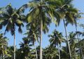 Tak Ada Kasus Corona, Negara Ini Klaim Rahasianya Karena Pohon Kelapa