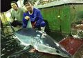 Buntut Panjang Kematian ABK Indonesia di Kapal China: Kerja 21 Jam Setiap Hari, Minum Air Laut dan Terkuak Illegal Fishing yang Dilakukan Pelaut China, Simak Selengkapnya