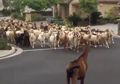 Warga Terkejut, 200 Kambing Tiba-tiba datang 'Menyerbu' Perumahan Mereka, Memakan Tanaman yang Dilaluinya