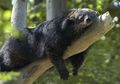 Binturung, Musang Terbesar yang Punya Aroma Popcorn
