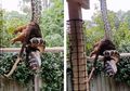 Bergelantungan di Atap Rumah, Begini Detik-detik Ular Sanca Raksasa Sepanjang 19 Meter Menyantap Mangsanya Sampai Akhirnya Dilepas ke Semak-semak