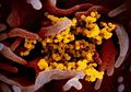 Peneliti CDC Amerika Ungkap Virus Corona Ternyata Sudah Ada di AS Sebelum Muncul di China