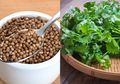 Manfaat Biji Ketumbar dan Cilantro, Begini Cara Simpan dan Pengunaan