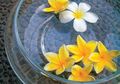 Jarang Diketahui, Ternyata Bunga yang Sering di Makam Ini Cantik Dijadikan Penghias Rumah, Begini Tipsnya
