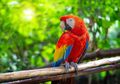 Berulang Kali Tiru Kalimat Rayuan, Kicauan Burung Beo Berhasil Bongkar Perselingkuhan Suami dan Pembantu, Istri Syok Pas Tahu Kalimat yang Dimaksud