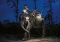 Gajah Myanmar