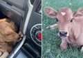 Cowok Mabok Ini Klaim Selamatkan Anjing Pinggir Jalan, Pas Diperhatikan Ternyata Anak Sapi