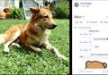 Semasa Hidupnya Dikenal Sebagai Anjing yang Agresif, Nyatanya Anjing Ini Justru Mati Sebagai Sosok Pahlawan Bagi Pemiliknya, Ini yang Dilakukannya