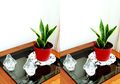 Sering Letakkan Tanaman Hias di dalam Rumah, Tak Disangka Kebiasaan itu Menyimpan Bahaya Tersembunyi, Hal Ini Jadi Pemicunya