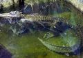 Saturnus, Aligator Peliharaan Adolf Hitler, Mati Di Usia 84 Tahun