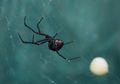 Berharap Jadi Spiderman, Gigitan Laba-laba Black Widow Justru Bikin 3 Bocah Kritis