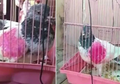 Bikin Geger, Burung Merpati dengan 'Kode Rahasia' Ini Ditangkap Warga karena Dianggap Mata-mata, Ternyata Beginilah Fakta di Baliknya