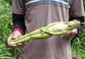 Menguak Misteri Buah Berbentuk Wanita yang Konon Hanya Tumbuh 20 Tahun Sekali di Thailand, Tak Disangka di Negeri Mendapatkan Buah Semacam Itu Sangat Mudah