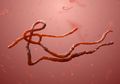 Lagi Kualahan Perangi Corona, Masyarakat Kongo Tambah Dihantui Virus Ebola yang Muncul Kembali, WHO: Covid-19 Bukan Satu-satunya Ancaman
