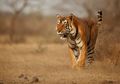 Menelusuri Dampak Kerusakan Hutan Terhadap Keberadaan Harimau Saat Ini