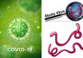 Jomplang, Meski Sama-sama Infeksi 3000 Orang di Kongo, Data Ini Ungkap Betapa Virus Ebola Jauh Lebih Mematikan Dibanding Virus Corona