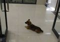 3 Bulan Setia Menunggu di Rumah Sakit, Anjing Ini Nggak Tahu Pemiliknya Sudah Meninggal