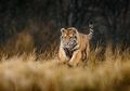 Sering Jadi Sasaran Pemburu, Bagaimana Jadinya Jika Seluruh Harimau Punah?