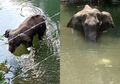 Niatnya Nebar Nanas Berisi Mercon Buat Cegah Hewan Rusak Tanaman, Nasib Gajah Hamil Taman Nasional India Berujung Tragis, Tewas Usai Mulutnya Meledak karena Umpan Petasan