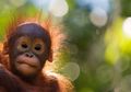 Teknologi Machine Learning Bantu Selamatkan Pelestarian Orangutan