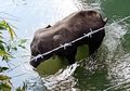 Malang, Gajah Hamil Ini Mati Setelah Makan Nanas Berisi Petasan