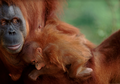 Menjaga Habitat, Cara Terbaik Lindungi Orangutan dari Kepunahan