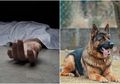 Kabar Baik, Ilmuwan Umumkan Anjing Bisa Mengendus Covid-19 Pada Tubuh Manusia, Begini Cara Kerjanya!