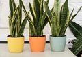 Tips Merawat Tanaman Sansevieria Agar Tumbuh Subur, Tak Harus Kena Sinar Matahari Langsung!