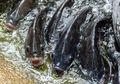 Tak Sengaja Diduduki, Seekor Ikan yang Masih Hidup Masuk ke Pantat Pria dan Tinggal di Usus