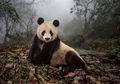Panda Tiongkok
