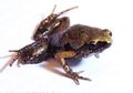 Peneliti LIPI Menemukan Katak Mini Jenis Baru di Pulau Sumatra