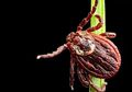 Belum Kelar Serangan Virus Corona, Rusia Kini Diserang Kutu Mutan Penghisap Darah Penyebab Kerusakan Otak Permanen