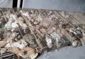 Saat Beberapa Daerah di China Melarang Makan Daging Kucing, 700 Kucing Justru Ditemukan Dijejalkan dalam Kandang Sempit, Siap untuk Dimasak