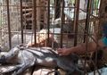 Sedot Perhatian Warga Sekitar, Pria Ini Temukan Babi Hutan Berkaki Aneh, Enggan Makanan Mentah Hingga Doyan Minum Kopi dan Teh