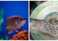 Viral Cerita Pria 'Patah Hati' Ikan Arwana Harga 2 Juta Miliknya Digoreng Sang Ayah, Ternyata Selain Jadi Ikan Hias Paling Mahal di Dunia, Ada Beragam Fakta Unik Ikan Berjuluk 'Dragon Fish' Ini
