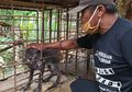 Heboh Babi Hutan Aneh dengan Jari Kaki Mirip Ayam di Banyumas, Begini Penjelasan Ahli